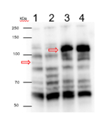 GUN1/Pentatricopeptide repeat-containing protein GUN1, chloroplastic Polyclonal Antibody
