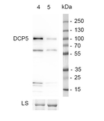 DCP5/Protein decapping 5 Antibody in Western Blot (WB)
