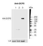 DCP5/Protein decapping 5 Polyclonal Antibody