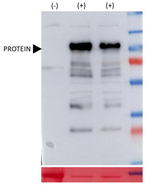 RFP/Red flourescent protein (mRFP, mCherry, tdTomato, mScarlet) Antibody in Western Blot (WB)