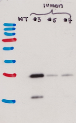RFP/Red flourescent protein (mRFP, mCherry, tdTomato, mScarlet) Antibody in Western Blot (WB)