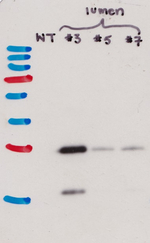RFP/Red flourescent protein (mRFP, mCherry, tdTomato, mScarlet) Antibody in Western Blot (WB)