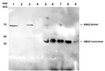 ABA2/ABA deficient 2 Polyclonal Antibody