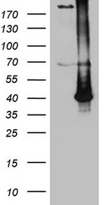 ASB13 Antibody in Western Blot (WB)
