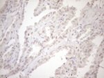 ASB2 Antibody in Immunohistochemistry (Paraffin) (IHC (P))