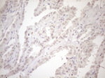 ASB2 Antibody in Immunohistochemistry (Paraffin) (IHC (P))