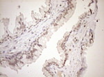 ASB2 Antibody in Immunohistochemistry (Paraffin) (IHC (P))