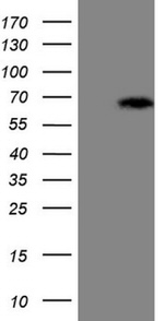 ASB2 Antibody in Western Blot (WB)