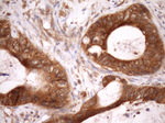 ASB8 Antibody in Immunohistochemistry (Paraffin) (IHC (P))