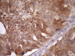 ASB8 Antibody in Immunohistochemistry (Paraffin) (IHC (P))