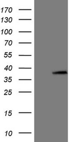 ASB8 Antibody in Western Blot (WB)