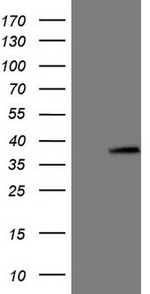 ASB8 Antibody in Western Blot (WB)