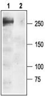 SCN1A (NaV1.1) Antibody in Western Blot (WB)