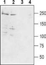Pan NaV Polyclonal Antibody