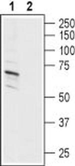ASIC1 Antibody in Western Blot (WB)