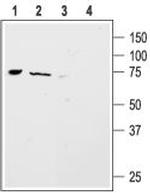 ASIC4 Polyclonal Antibody