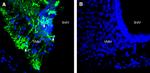 SCN7A (NaX) Antibody in Immunohistochemistry (Frozen) (IHC (F))