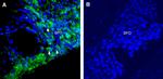 SCN7A (NaX) Antibody in Immunohistochemistry (Frozen) (IHC (F))