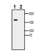 SCN7A (NaX) Antibody in Western Blot (WB)