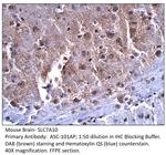 SLC7A10 Polyclonal Antibody