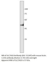 SLC7A10 Polyclonal Antibody