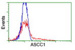 ASCC1 Antibody in Flow Cytometry (Flow)