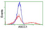 ASCC1 Antibody in Flow Cytometry (Flow)