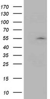 ASCC1 Antibody in Western Blot (WB)