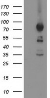 ASCC2 Antibody in Western Blot (WB)