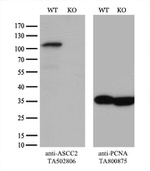 ASCC2 Antibody in Western Blot (WB)