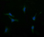 ASGR2 Antibody in Immunocytochemistry (ICC/IF)