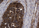ASGR2 Antibody in Immunohistochemistry (Paraffin) (IHC (P))
