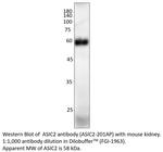 ASIC2 Polyclonal Antibody