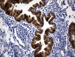 ASL Antibody in Immunohistochemistry (Paraffin) (IHC (P))
