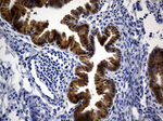 ASL Antibody in Immunohistochemistry (Paraffin) (IHC (P))