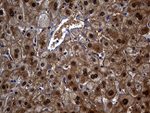 ASL Antibody in Immunohistochemistry (Paraffin) (IHC (P))