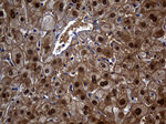 ASL Antibody in Immunohistochemistry (Paraffin) (IHC (P))