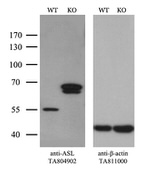 ASL Antibody in Western Blot (WB)