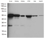 ASL Antibody in Western Blot (WB)