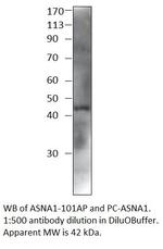ASNA1 Polyclonal Antibody