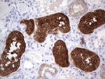 ASPA Antibody in Immunohistochemistry (Paraffin) (IHC (P))