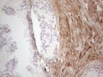 ASPA Antibody in Immunohistochemistry (Paraffin) (IHC (P))