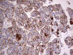 ASPA Antibody in Immunohistochemistry (Paraffin) (IHC (P))