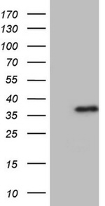 ASPA Antibody in Western Blot (WB)