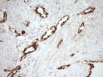ASPDH Antibody in Immunohistochemistry (Paraffin) (IHC (P))