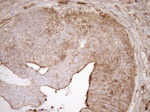 ASPDH Antibody in Immunohistochemistry (Paraffin) (IHC (P))
