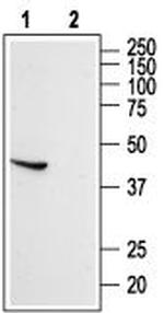 Somatostatin Receptor Type 5 (extracellular) Antibody in Western Blot (WB)