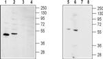 S1PR2 (EDG5) Antibody in Western Blot (WB)