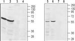 S1PR3 (EDG3) (extracellular) Polyclonal Antibody