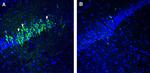 5HT2C Receptor (HTR2C) Antibody in Immunohistochemistry (Frozen) (IHC (F))